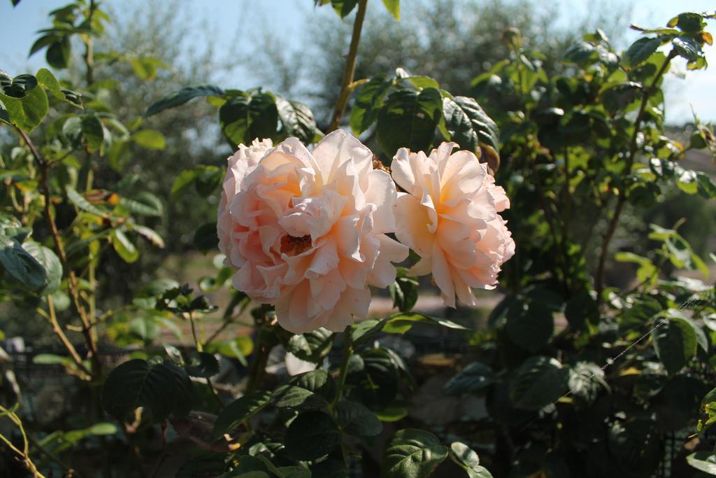 Agriturismo Su Recreu Ittiri المظهر الخارجي الصورة