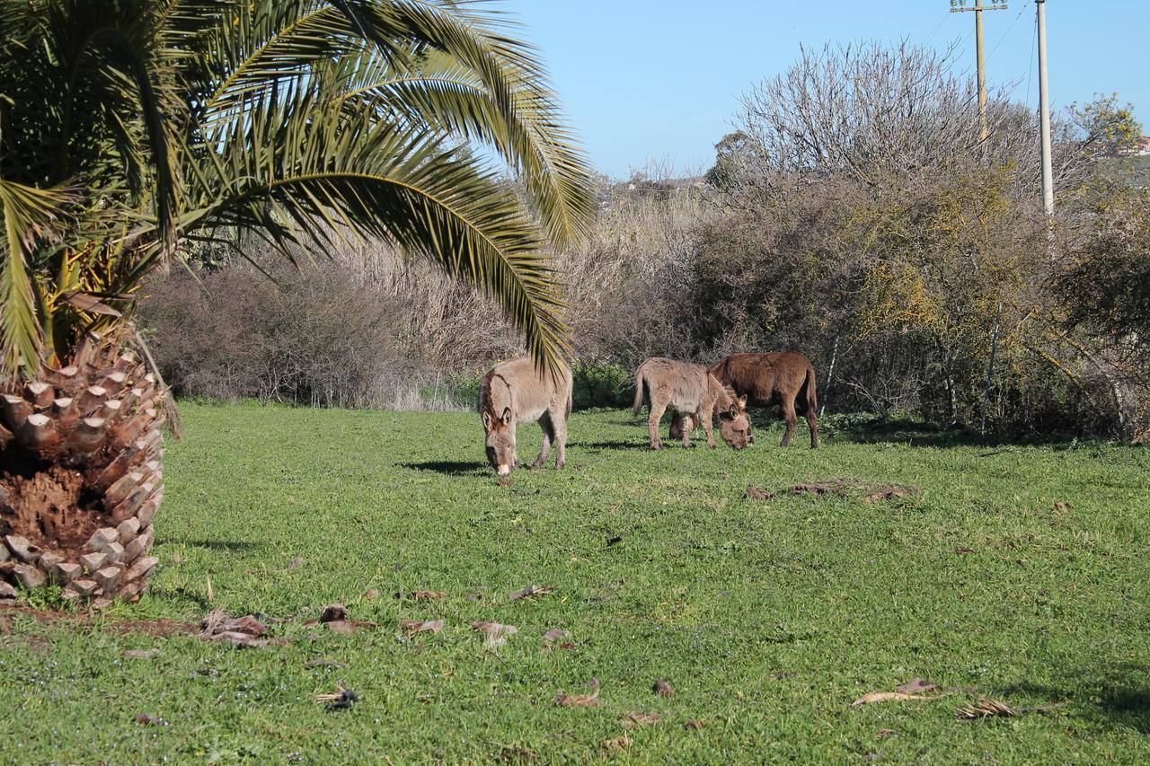 Agriturismo Su Recreu Ittiri المظهر الخارجي الصورة